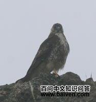 �׾��\��ͼƬ