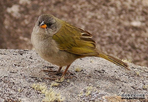 �������c����ͼƬ