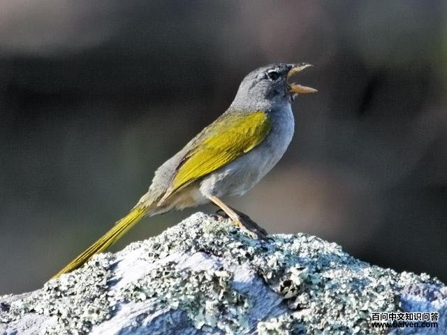 �������c��ͼƬ