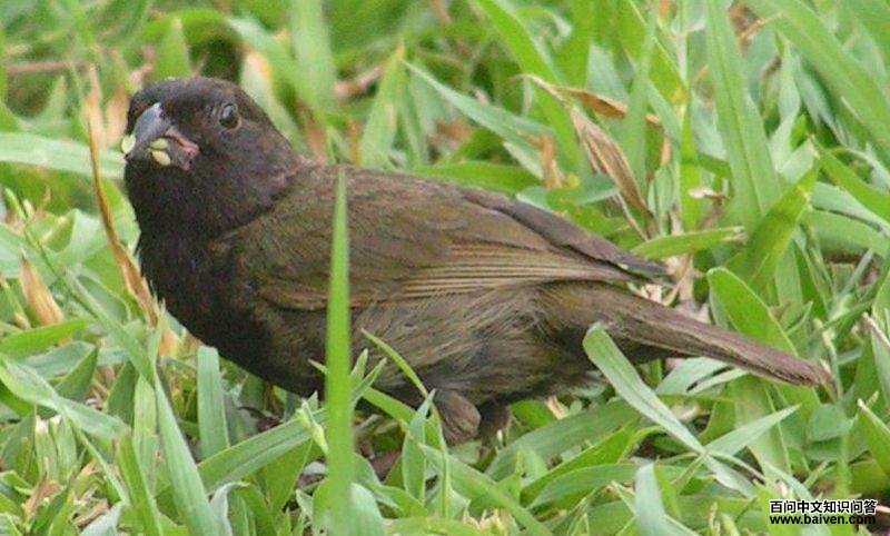 ������ȸ����ͼƬ