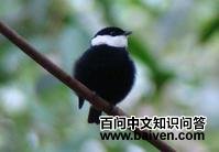 ���������콿�l