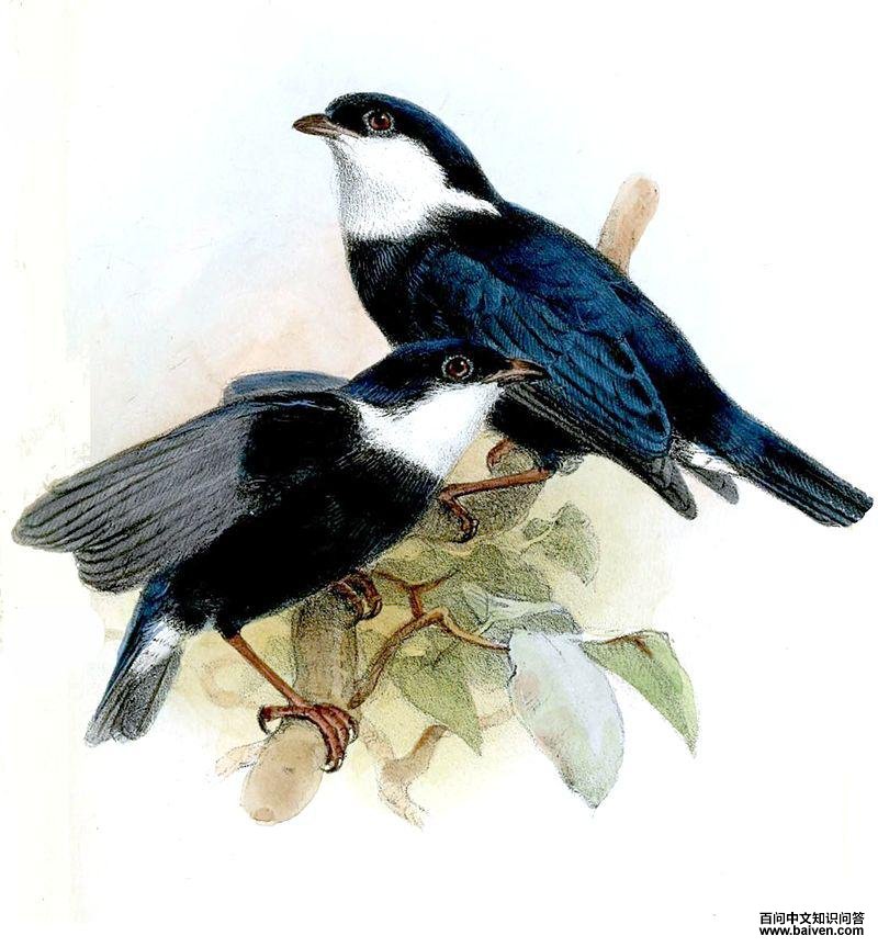 南美白皱领娇鹟 南美白皱领娇鹟的图片