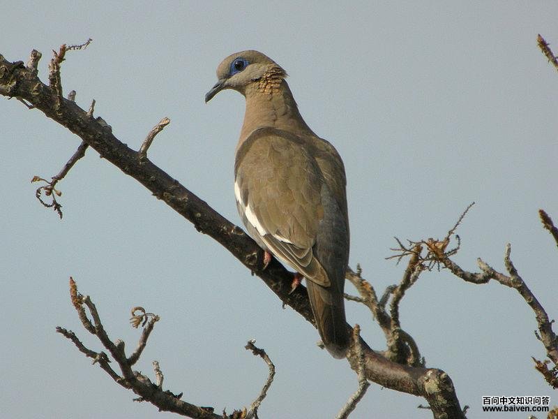 南美哀鸽 南美哀鸽的图片