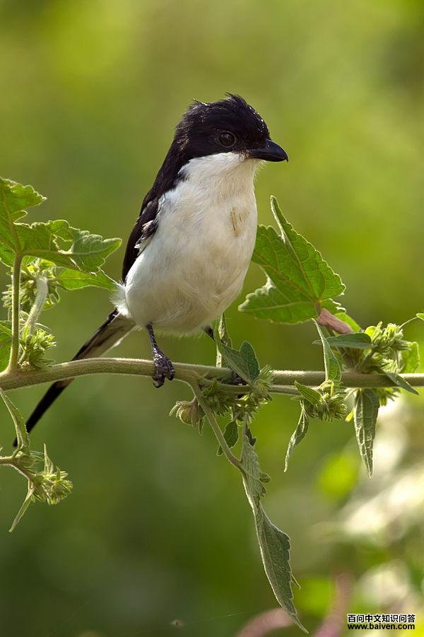 南领伯劳 南领伯劳的图片
