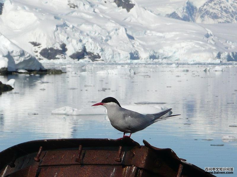 南极燕鸥 南极燕鸥的图片