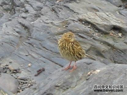 南极鹨 南极鹨的图片