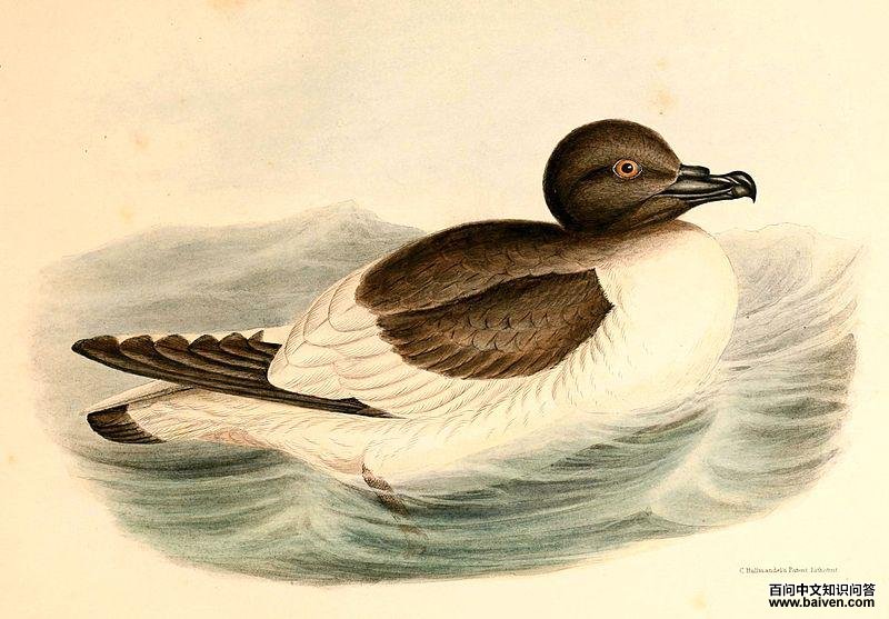 �ϼ��׵�ͼƬ