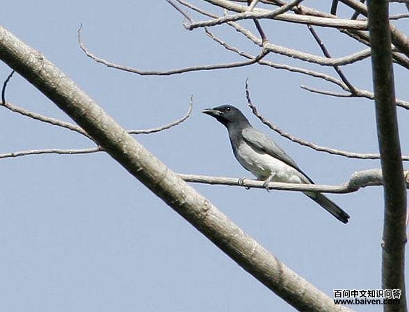 摩鹿加鹃鵙 摩鹿加鹃鵙的图片