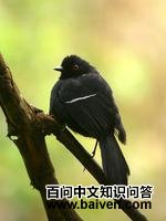 �׼���������ͼƬ