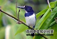 摩鹿加翡翠 摩鹿加翡翠的图片