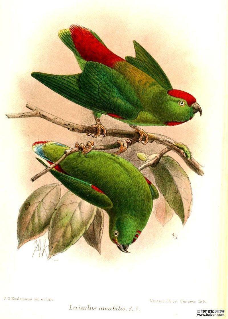 Ħ¹�Ӷ�β���ĵ�ͼƬ