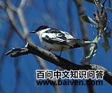 �׳������V