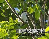 ��ü�����V