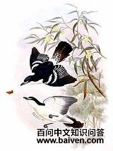 ��ü�����V