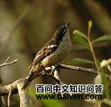 ��ɫ�����V