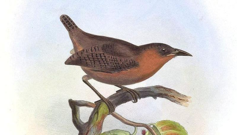 �����ӵ�ͼƬ