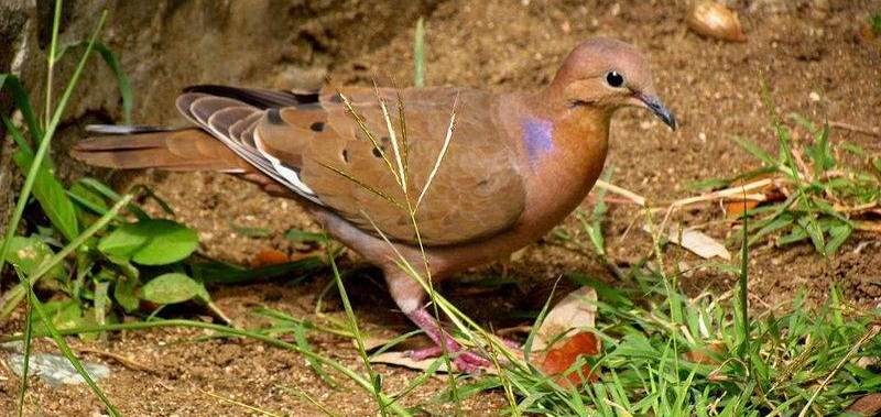 �������ͼƬ