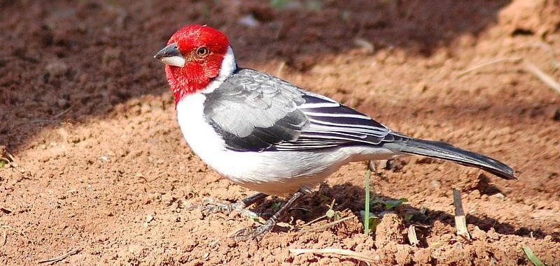 冕蜡嘴鹀 冕蜡嘴鹀的图片