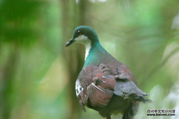 �񵺼���ͼƬ