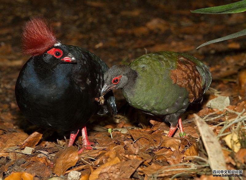 冕鹧鸪 冕鹧鸪的图片