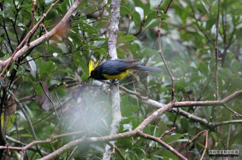 ��ȸ������