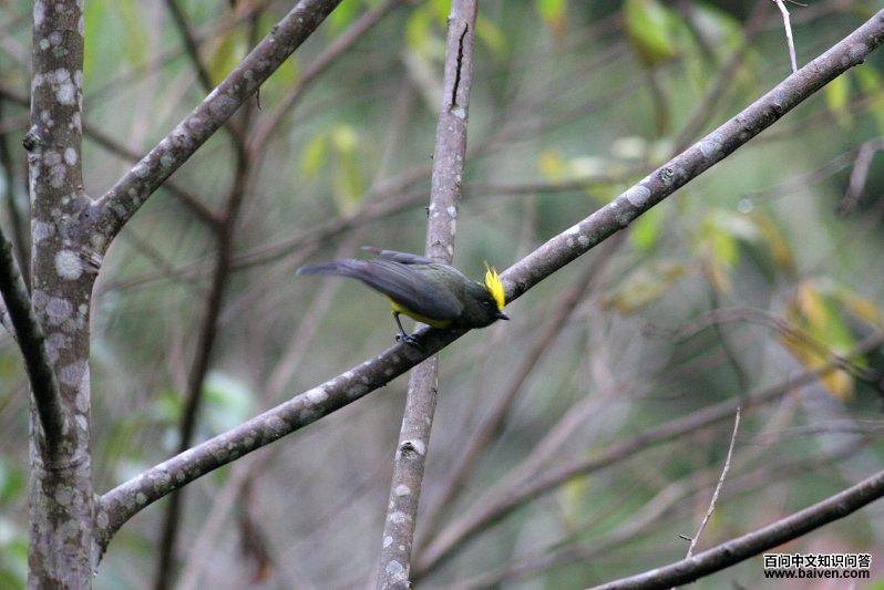 ��ȸ������