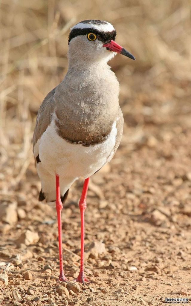 冕麦鸡 冕麦鸡的图片