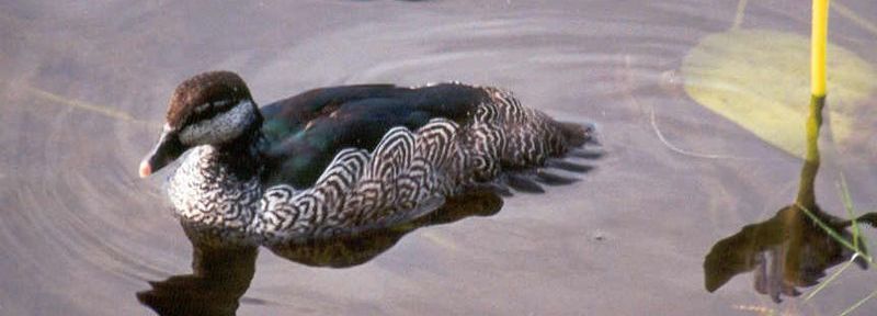 ��������ͼƬ