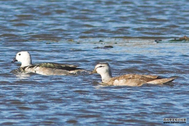 棉凫 棉凫的图片