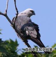 �������Ȼ��