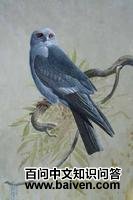 �������Ȼ��