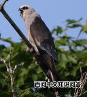 �������Ȼ��