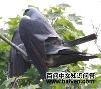 �������Ȼ��