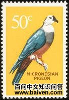 密克皇鸠 密克皇鸠的图片