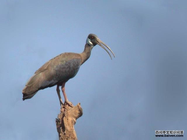 �׼���q��ͼƬ