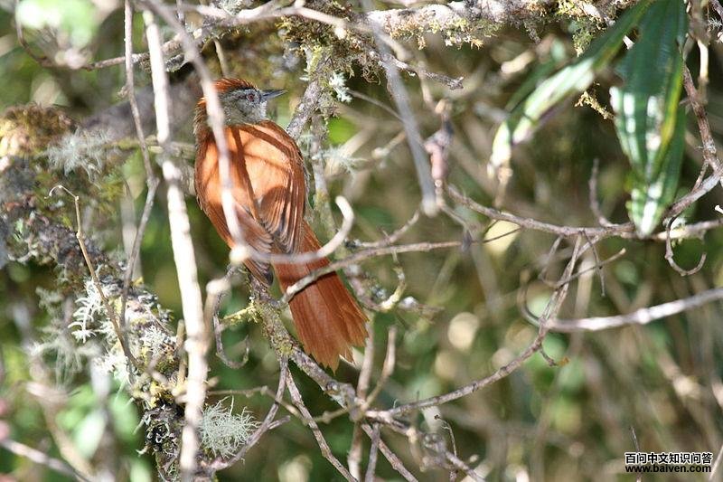 ��³��βȸ��ͼƬ