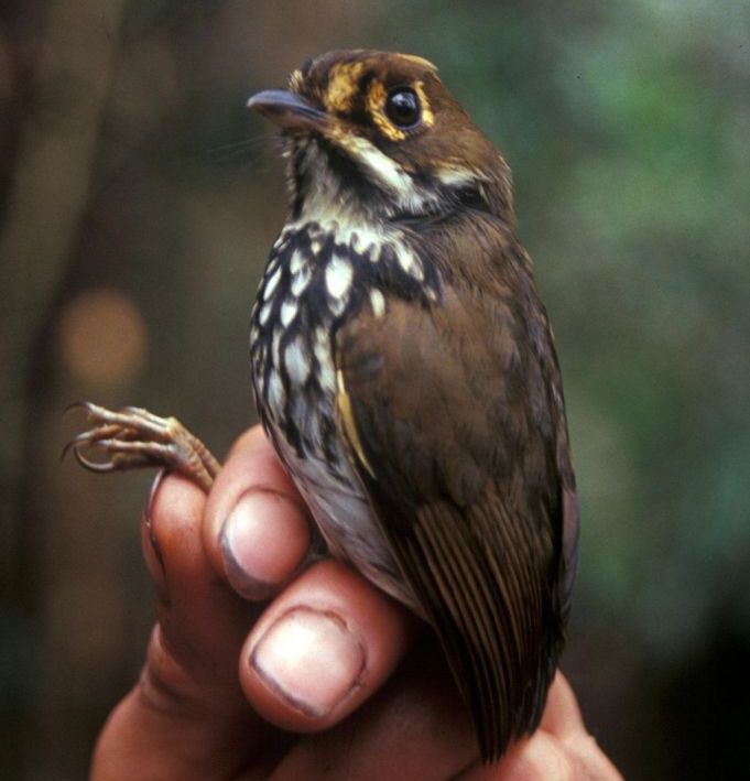 ��³����ͼƬ