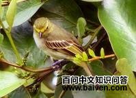 ��³С���l