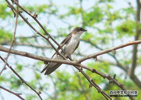 秘鲁树燕 秘鲁树燕的图片
