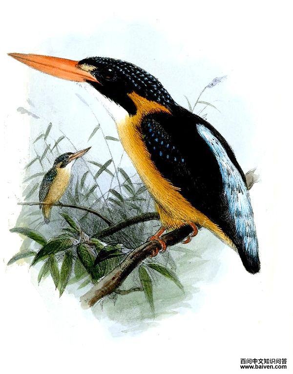 矮三趾翠鸟 矮三趾翠鸟的图片