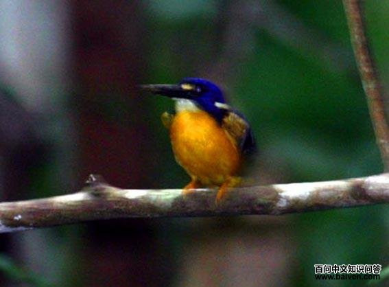 ����ֺ����