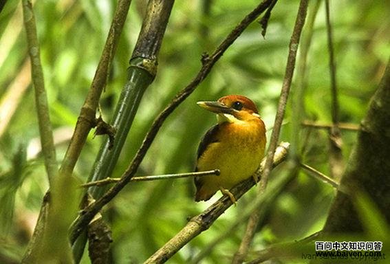 ����ֺ����