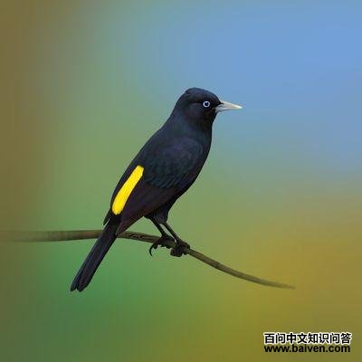 ��³������ͼƬ