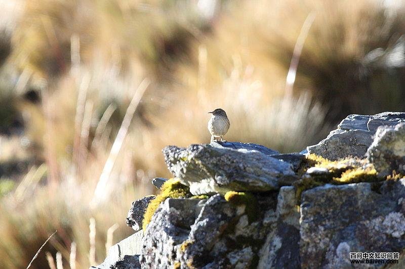 ��³���������ͼƬ