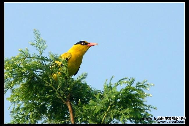 秘鲁棘尾雀 秘鲁棘尾雀的图片