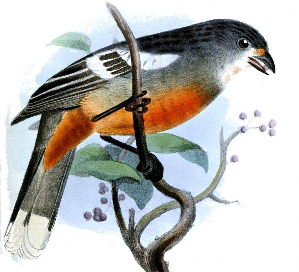 秘鲁割草鸟 秘鲁割草鸟的图片