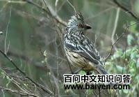 ��³�����