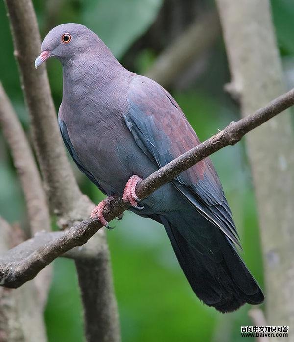 ��³���ͼƬ