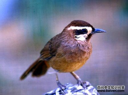 �׼�����