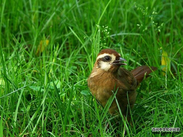 �׼�����
